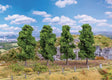 Columnar Oaks -- 3-9/16 - 4-5/16"  9 - 11cm Tall pkg(4)