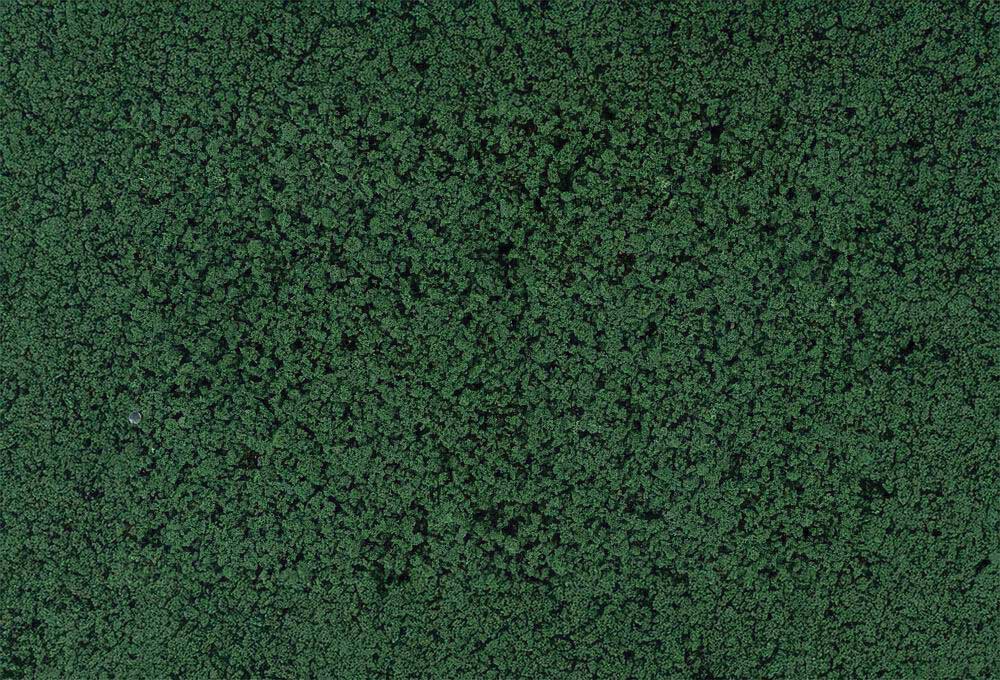 Leaf Foliage 11 x 5-1/2"  28 x 14cm Sheet -- Pine Green-2
