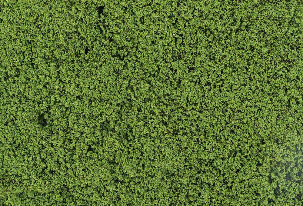 Leaf Foliage 11 x 5-1/2"  28 x 14cm Sheet -- May Green-2