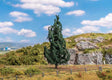 Fir Tree-1