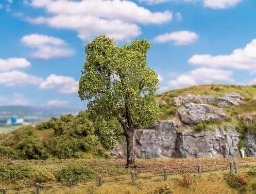Robinia Tree-1
