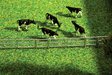 Fence System -- For Stalls & Open-Stable Farm