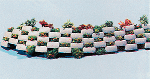 Plant Stones