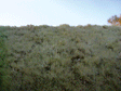 Grass Mat -- California Gold 12 x12"-1