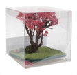 Japanese Cherry Tree -- 2 - 3" 5.1 - 7.6cm Tall