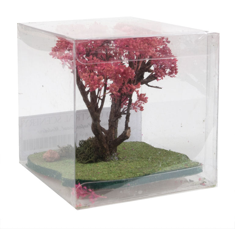 Japanese Cherry Tree -- 2 - 3" 5.1 - 7.6cm Tall