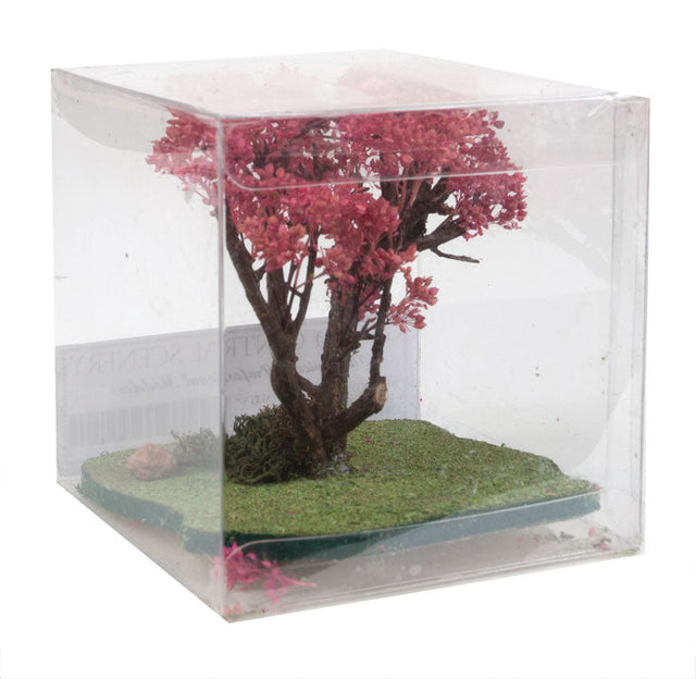 Japanese Cherry Tree -- 2 - 3" 5.1 - 7.6cm Tall