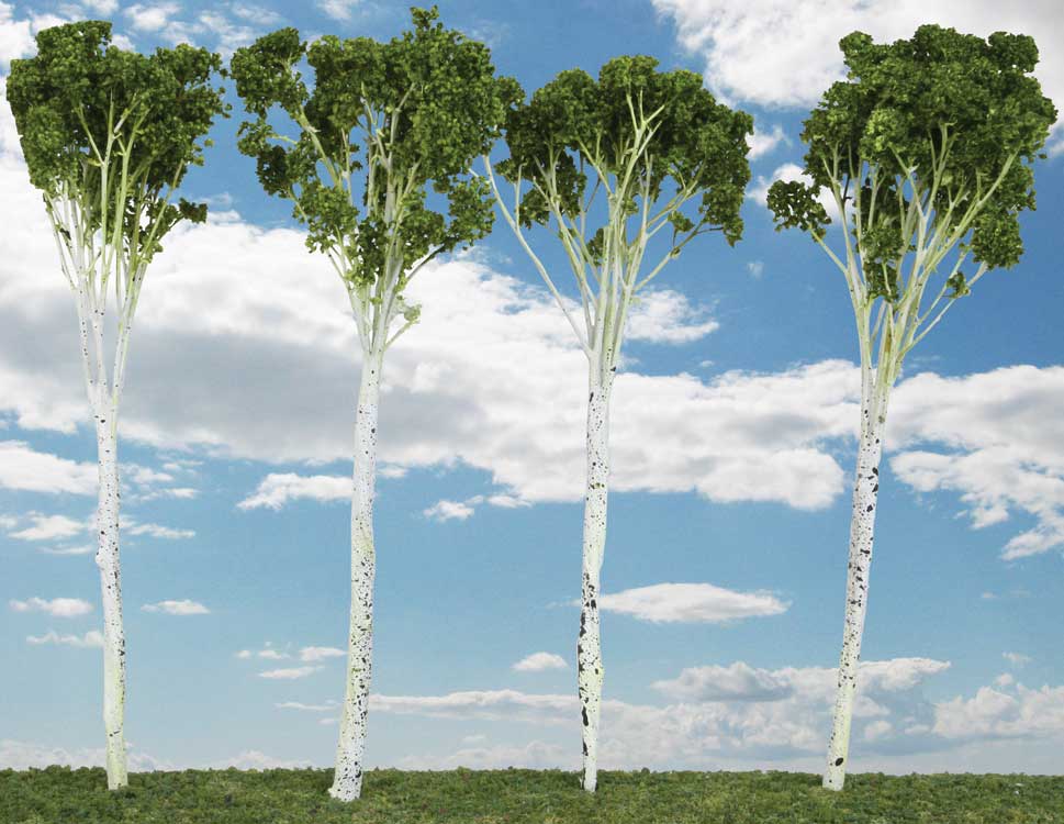 Aspen Tree -- 4 to 5"  10.2 to 12.7cm pkg(6)