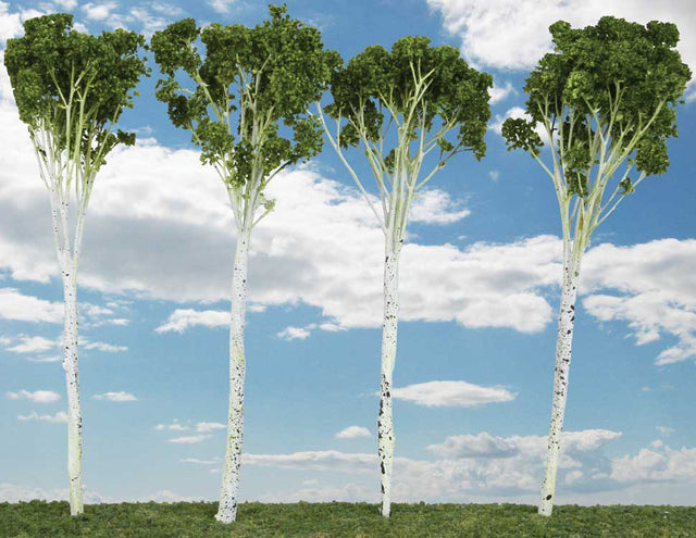 Aspen Tree -- 4 to 5"  10.2 to 12.7cm pkg(6)