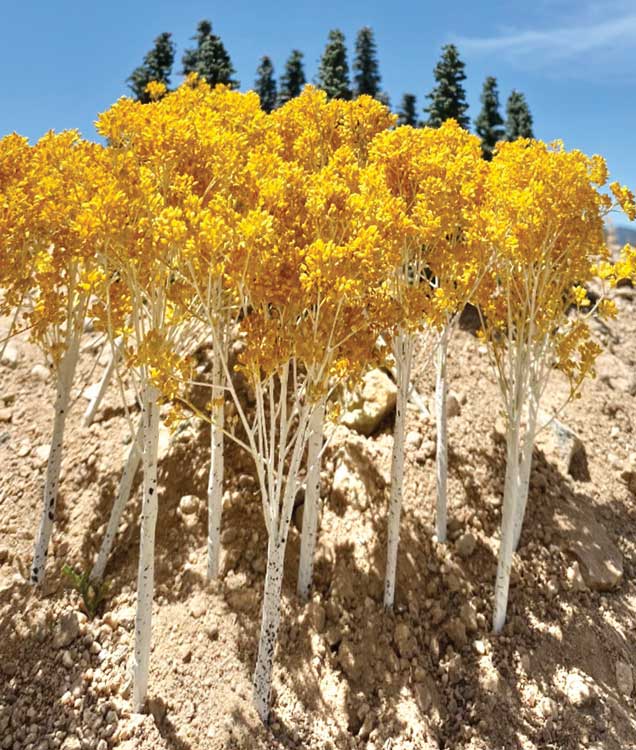 Fall Aspen Tree -- 4 to 5"  10.2 to 12.7cm pkg(6)-4