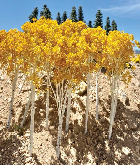 Fall Aspen Tree -- 4 to 5"  10.2 to 12.7cm pkg(6)-4