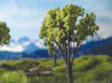 Oak Tree -- 2 to 3"  5.1 to 7.6cm pkg(4)-1
