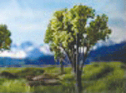 Oak Tree -- 2 to 3"  5.1 to 7.6cm pkg(4)-1