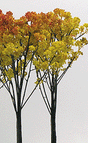 Oak Tree -- 4 to 6"  10.2 to 15.2cm pkg(6)-1