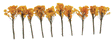 Fall Oak Tree -- 2 to 3"  5.1 to 7.6cm pkg(4)-1
