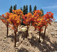 Fall Oak Tree -- 4 to 6"  10.2 to 15.2cm pkg(6)