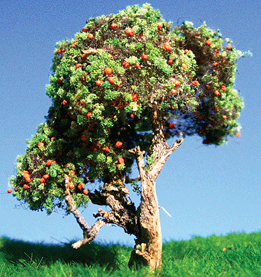 Orange Tree -- 3 to 5"  7.6 to 12.7cm pkg(2)