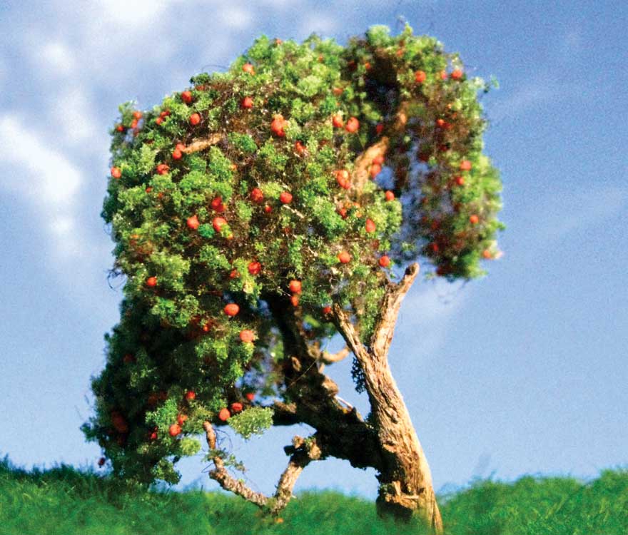 Apple Tree -- 3 to 5"  7.6 to 12.7cm pkg(2)-2