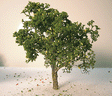 Grapefruit Tree -- 3 to 5"  7.6 to 12.7cm pkg(2)-1