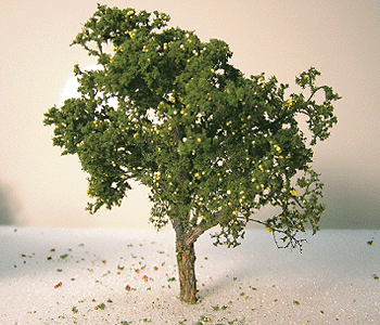 Grapefruit Tree -- 3 to 5"  7.6 to 12.7cm pkg(2)-1