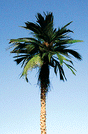 Mexican Palm Tree -- 5-6" pkg(2)-1