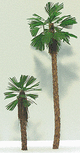 Fan Palm Tree -- 3-4"Tall-1