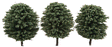 Juniper Pine Trees -- 2-4" pkg(15)