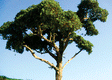 Hardwood Tree -- 4 to 5"  10.2 to 12.7cm pkg(2)-1