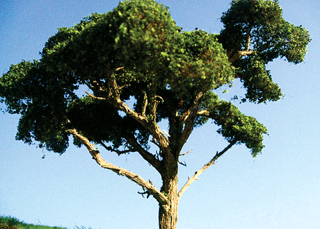 Hardwood Tree -- 4 to 5"  10.2 to 12.7cm pkg(2)-1