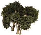 Hardwood Tree -- 6"  15.2cm pkg(2)-1