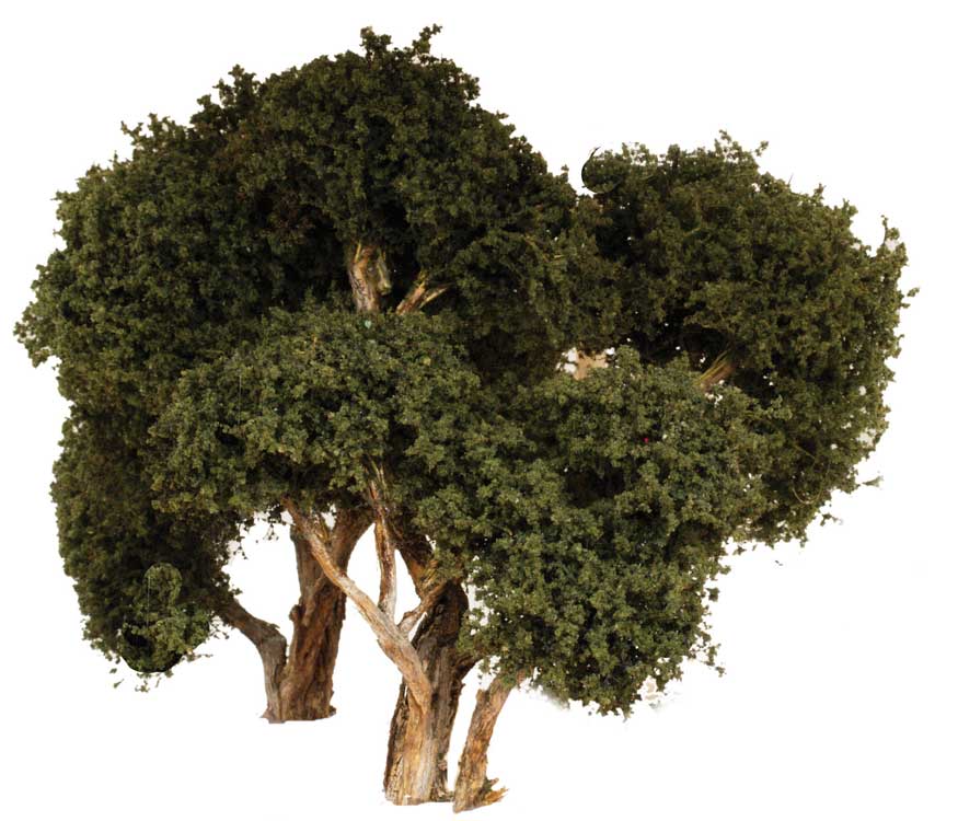 Hardwood Tree -- 6"  15.2cm pkg(2)-2