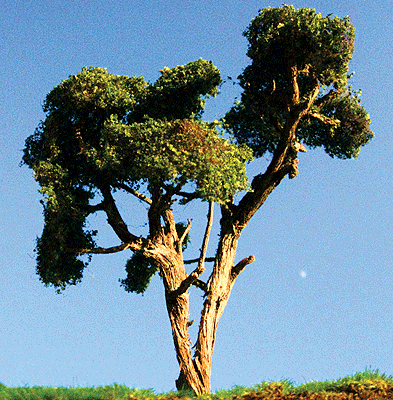 Hardwood Tree -- 8 to 10"  20.3 to 25.4cm pkg(1)