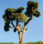 Hardwood Tree -- 8 to 10"  20.3 to 25.4cm pkg(1)