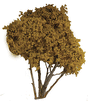 Fall Hardwood Tree -- 8-10" pkg(1)-1