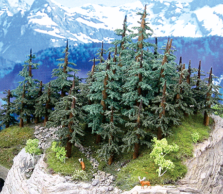 Lodgepole Pine Trees -- 16 to 18"  40.6 to 45.7cm-1