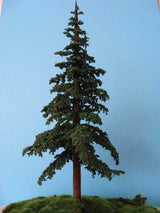 Lodgepole Pine Trees -- 16 to 18"  40.6 to 45.7cm-2