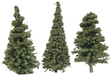 Pine Trees -- 3"  7.6cm pkg(15)-1