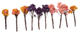Jacaranda/Blossom Tree -- 2 - 3"  5.1 - 7.6cm pkg(8)