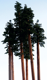 Fall Maple Trees -- 5 - 8"  12.7 - 15.2cm Tall pkg(2)-1