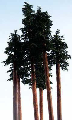 Fall Maple Trees -- 5 - 8"  12.7 - 15.2cm Tall pkg(2)-1