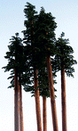 Fall Maple Trees -- 5 - 8"  12.7 - 15.2cm Tall pkg(2)-1