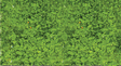Foliage Pad - 11 x 5-1/2"  27.9 x 14cm -- Spring Green-1