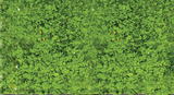 Foliage Pad - 11 x 5-1/2"  27.9 x 14cm -- Spring Green-1