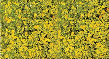 Foliage Pad - 11 x 5-1/2"  27.9 x 14cm -- Goldenrod Yellow-1