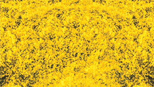 Decograss(R) Pad 11 x 5-1/2"  28 x 14cm -- Goldenrod