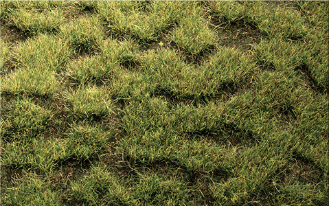 Tuftgrass(R) Pad - 17-1/2 x 6-1/2"  44.5 x 16.5cm -- Moorland