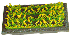 Corn Crops
