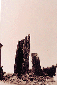 Trees -- Western stumps
