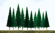 Pine Trees -- 4-6"  10.2 - 15.2cm pkg(24)