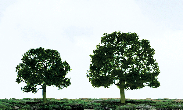 Walnut Trees - Premium -- 3-1/2 - 4"  8.9-10.2cm pkg(2)